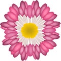 Flower zinnia pink isolate on white